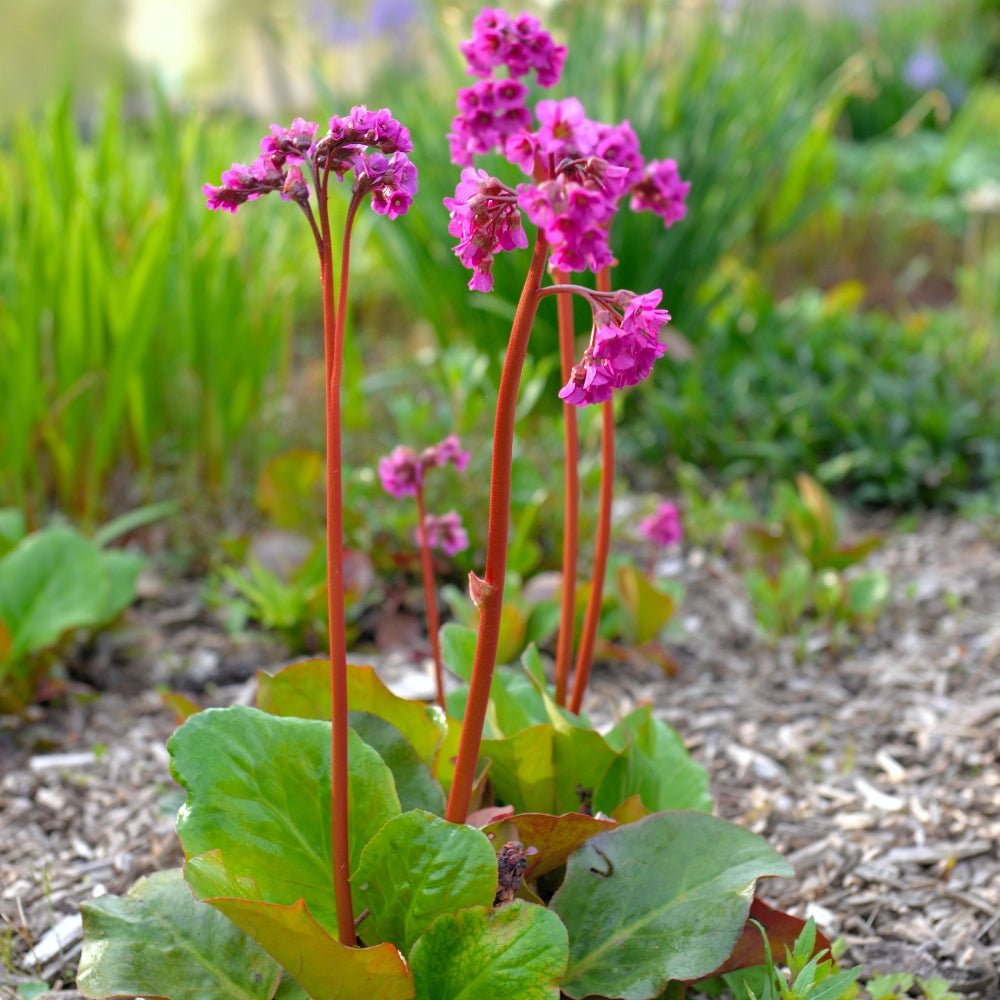 Bergenia