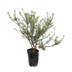 Romero Ornamental