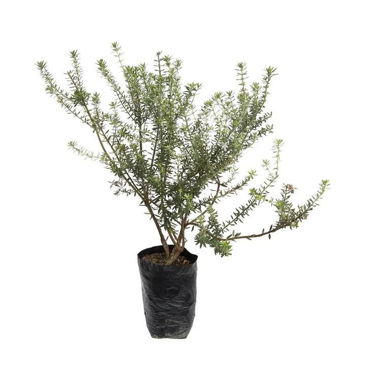 Romero Ornamental