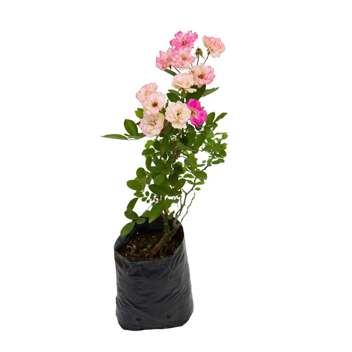 Rosa Mini