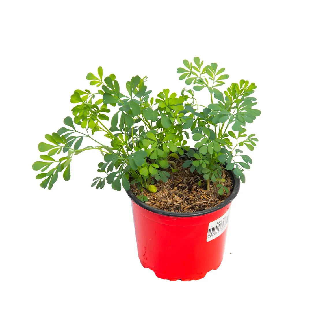 Fleur Ruda Ruda – Vivero Tierranegra