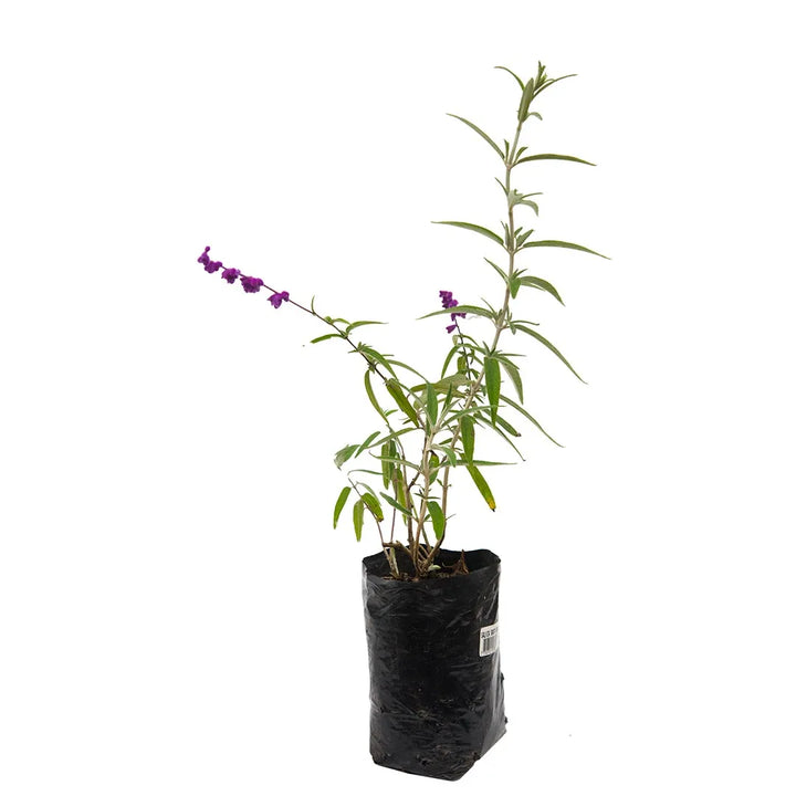 Salvia Morada