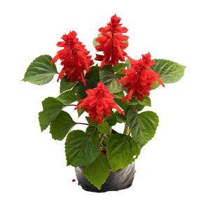 Salvia Roja