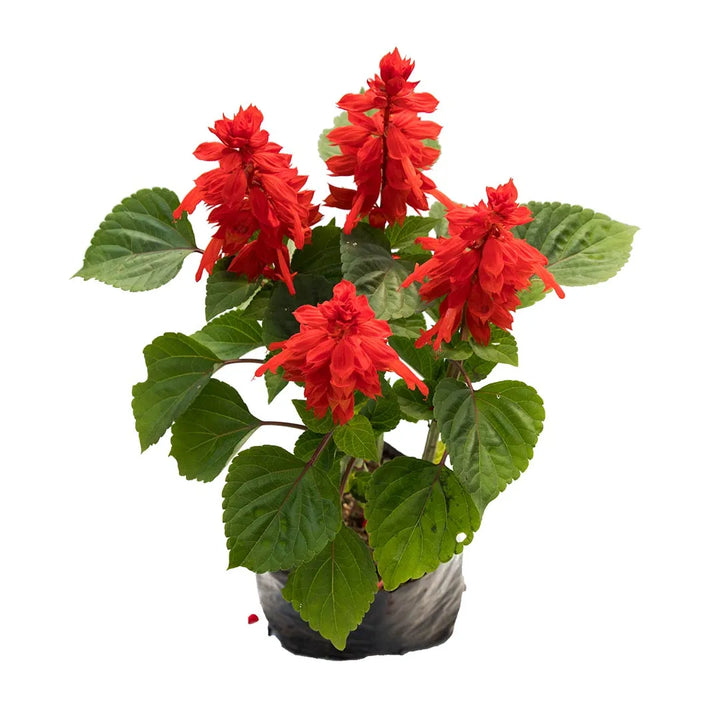 Salvia Roja