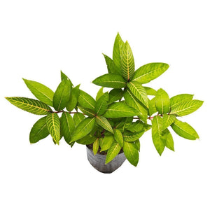 Sanquesa