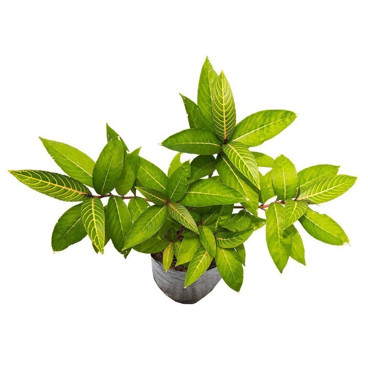 Sanquesa