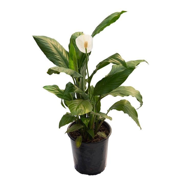 Anturio Maunaloa