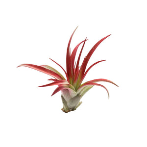Tilandsia Roja #1