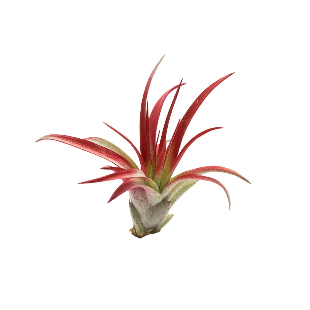 Tilandsia Roja #1