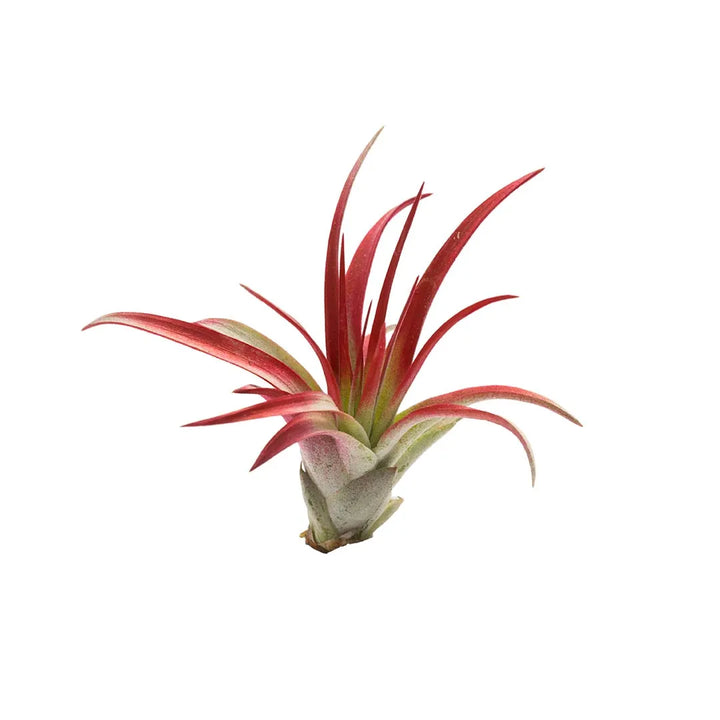 Tilandsia Roja #1