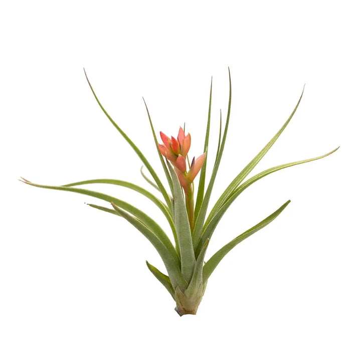 Tilandsia #2