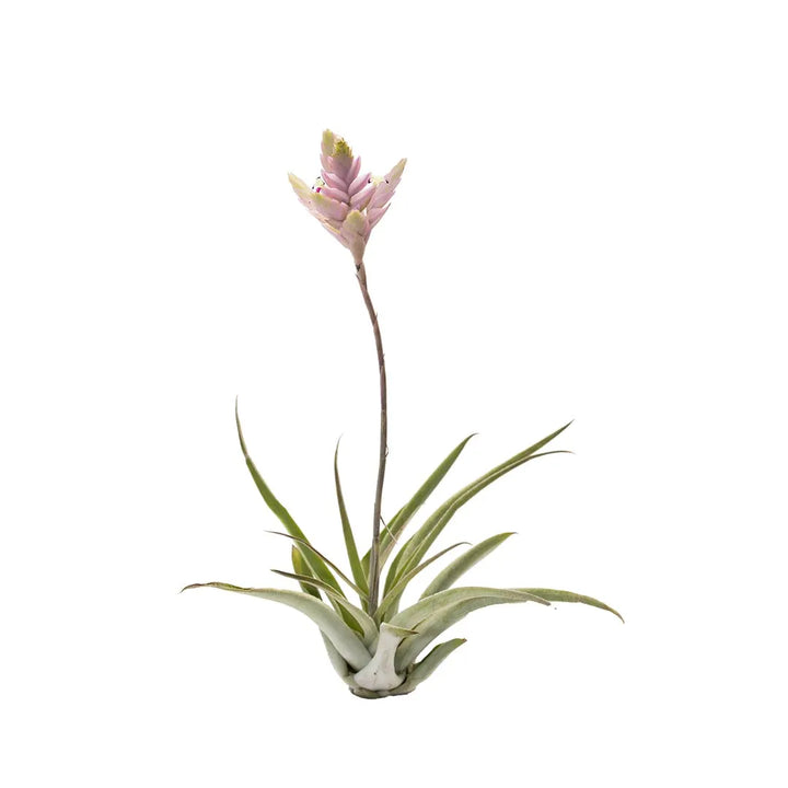Tilandsia Cacticola