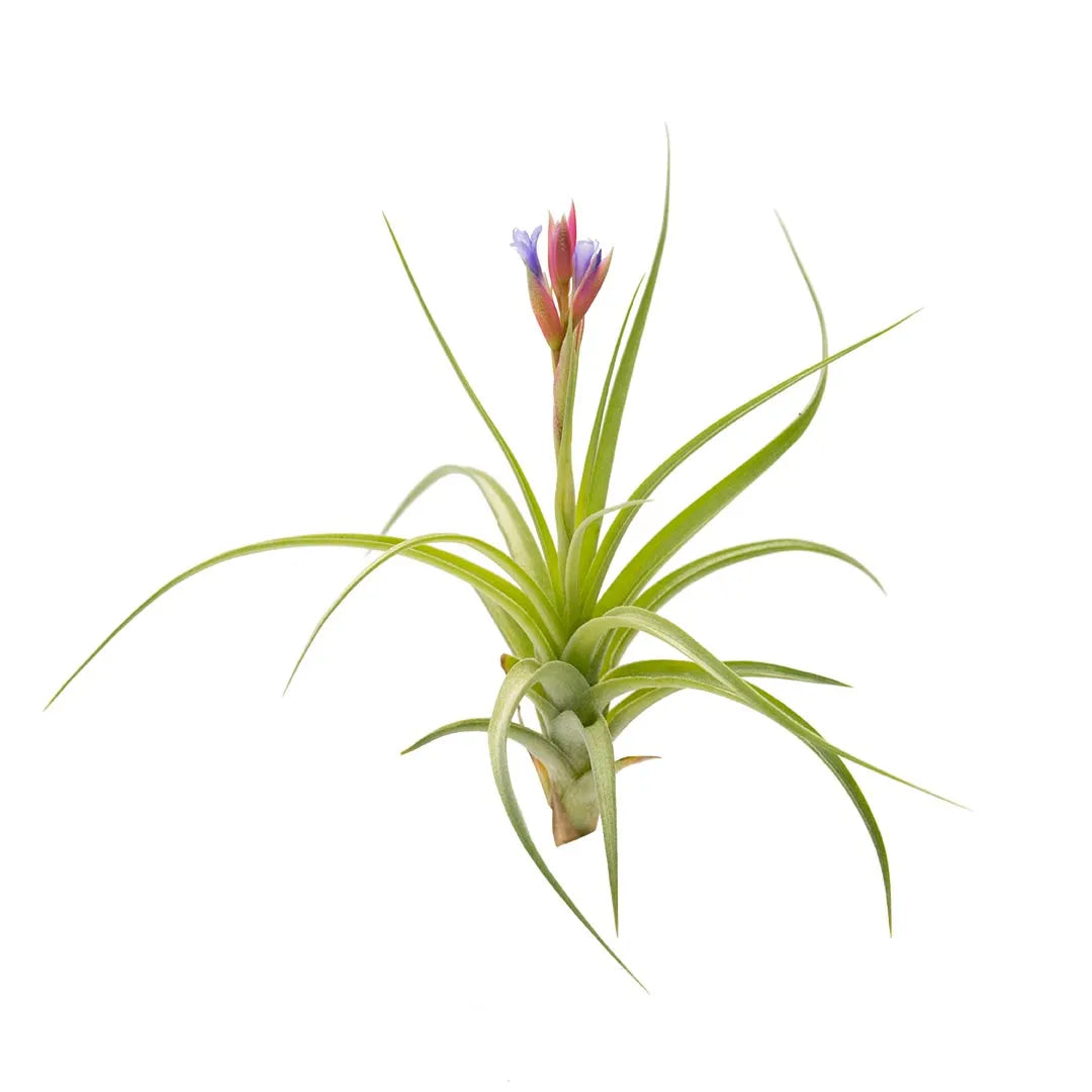 Tilandsia #5