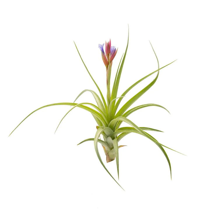 Tilandsia #5