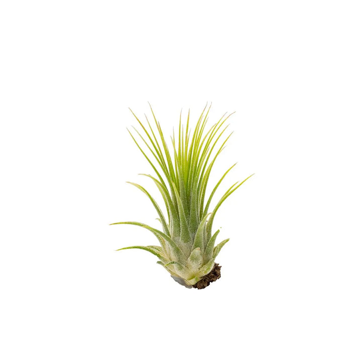 Tilandsia #6