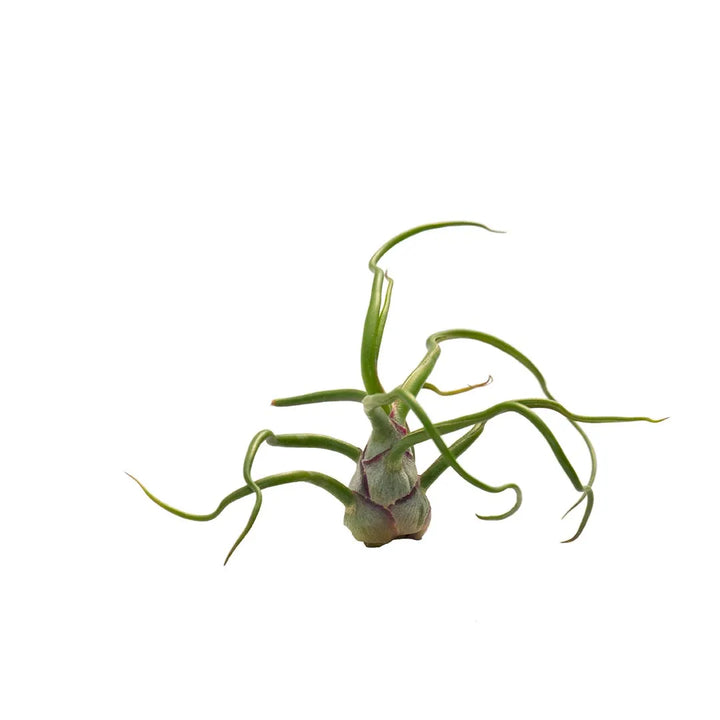 Tilandsia Bulbosa