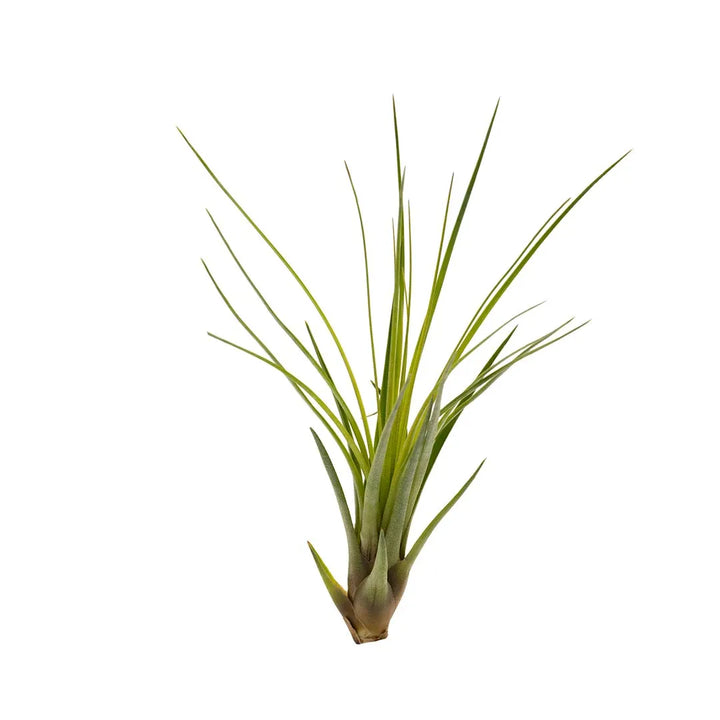 Tilandsia pendulispica