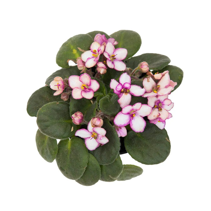 Violeta Africana