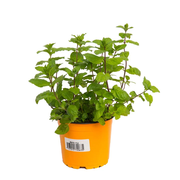 Yerbabuena